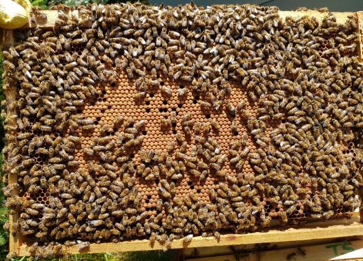 Brutwabe mit Bienen im Juli