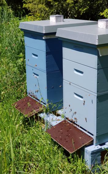 Bienenbeuten