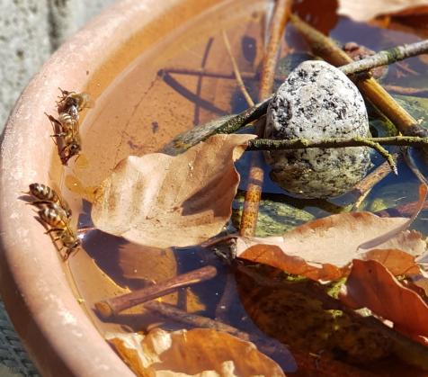 Wassertränke im Frühjahr