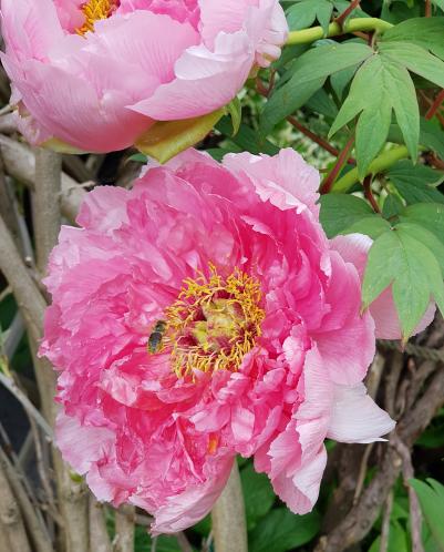 Kleine Biene, große Pfingstrosenblüte
