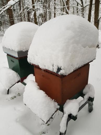 Bienenbeute im Dezember 2023