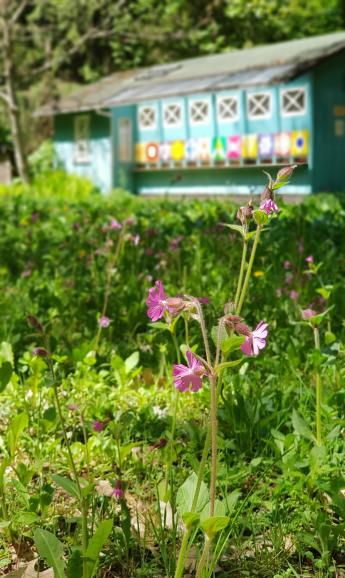 Wiese vor Bienenhaus