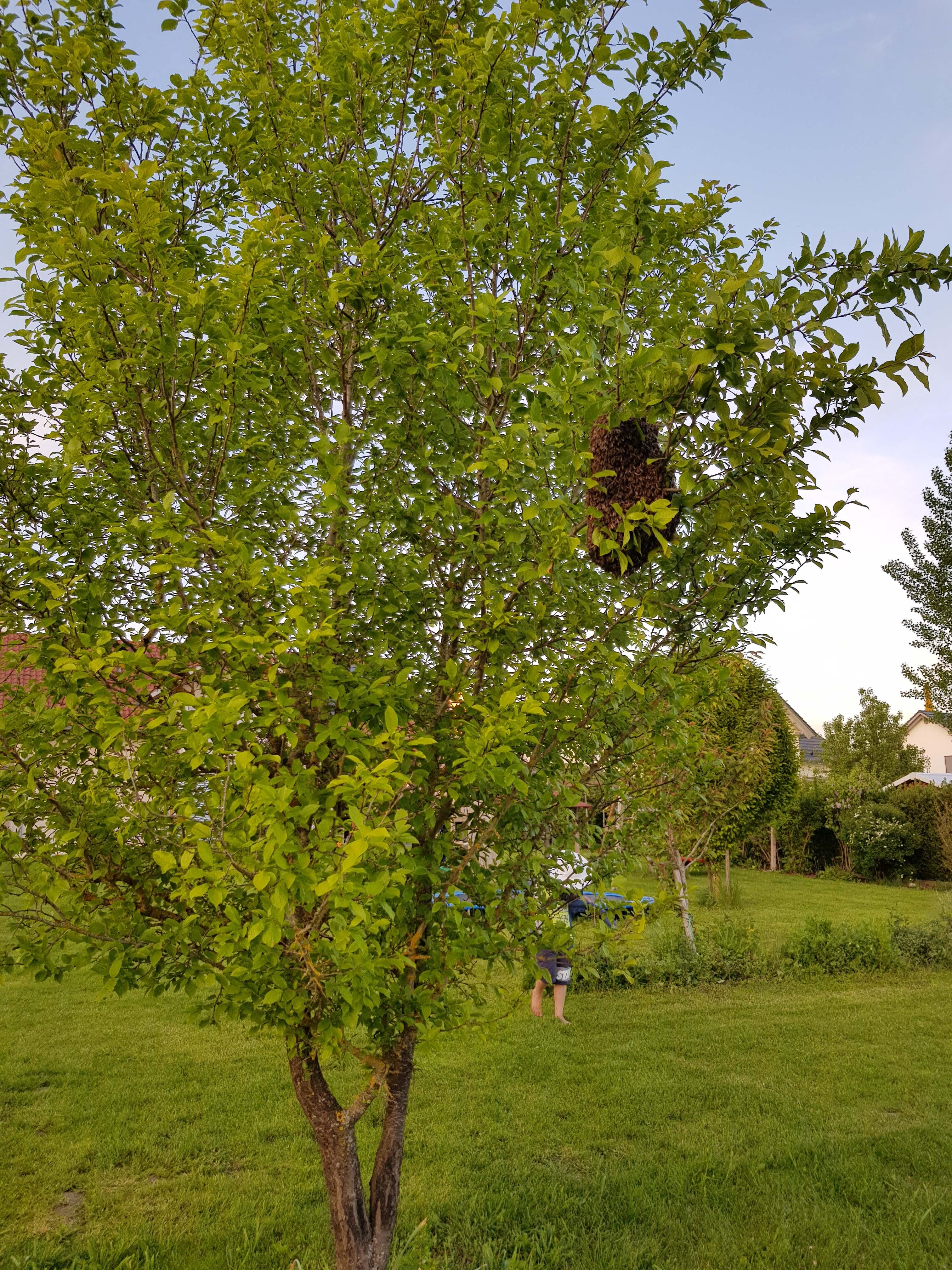Bienenschwarm im Garten