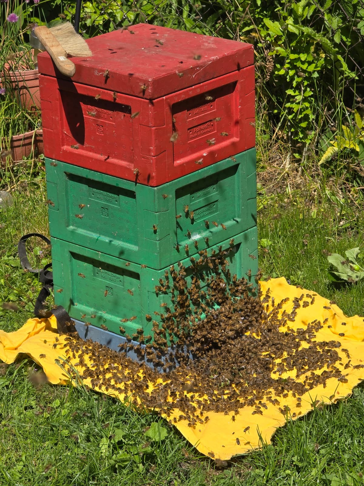 Einzug der Bienen in eine neue Behausung