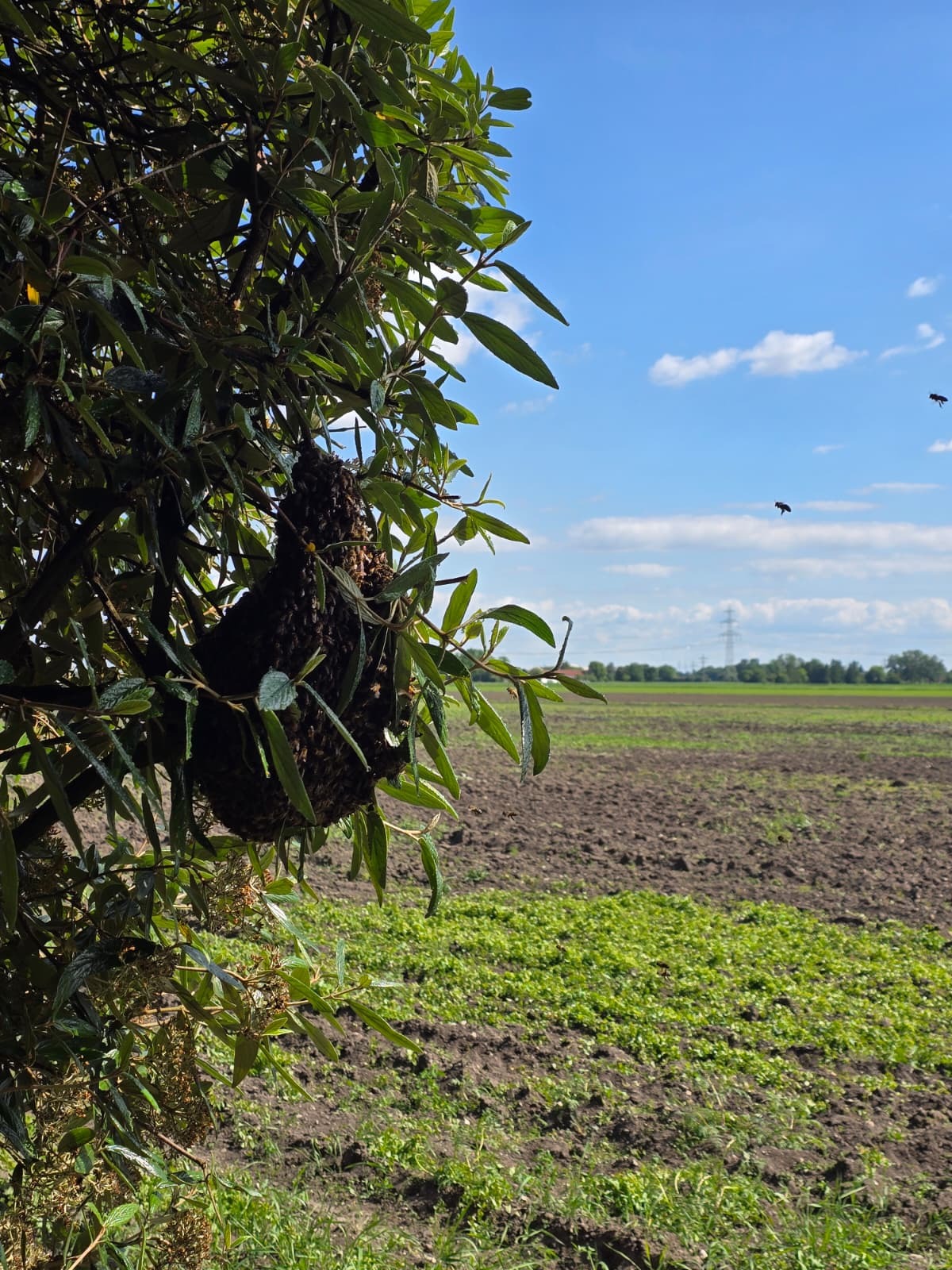 Bienenschwarm am Feldrand in einem Busch