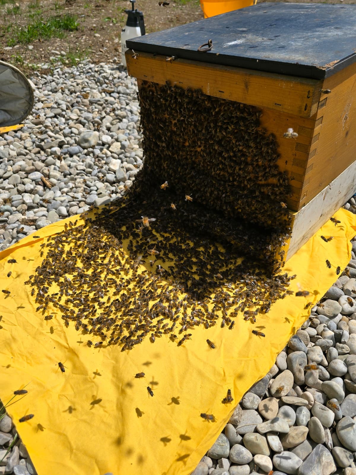 Einzug der Bienen in eine neue Behausung