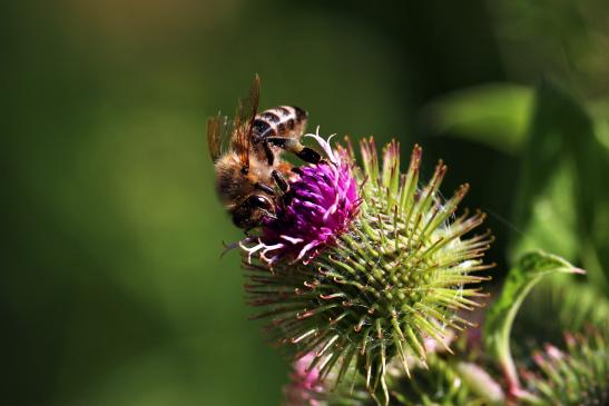 * Distelblüte am Biotop