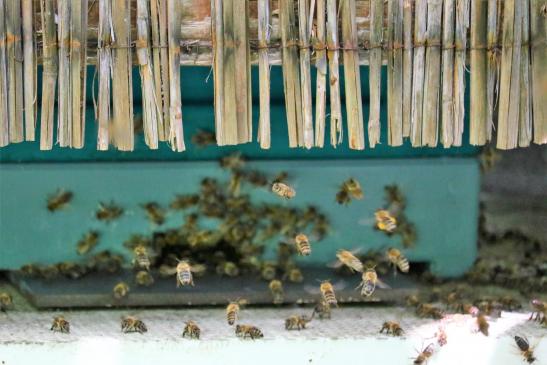 * Bienen im Anflug auf das Flugloch (Mini Plus )