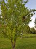 Bienenschwarm im Garten Bienenschwarm im Baum