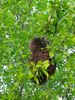 Bienenschwarm am Ast Bienentraube aus der Nähe